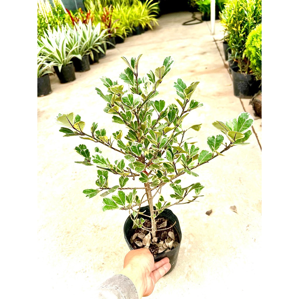 Cây bàng lá tim cẩm thach Singapore - Cây Đa Tam Phúc cẩm thach cao 40 cm(Ảnh thật).
