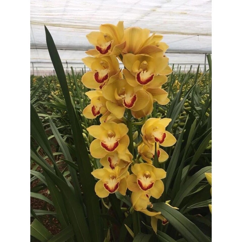 Địa Lan Santo(1 củ to)Tặng Kèm Phâb Bón)