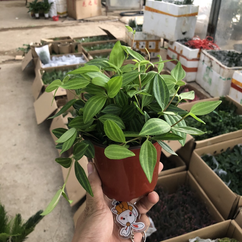 Cây bình an mini để bàn, tán rộng 10cm lá xanh mướt sức sống mãnh liệt, thích hợp trang trí nội thất