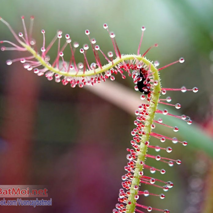 Bộ gieo hạt Giống Cây Drosera Indica Red, Cây Bẫy keo, cây ăn thịt, cây gọng vó