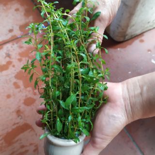 Cây thủy sinh Thanh Diệp (Ảnh thật của sản phẩm)