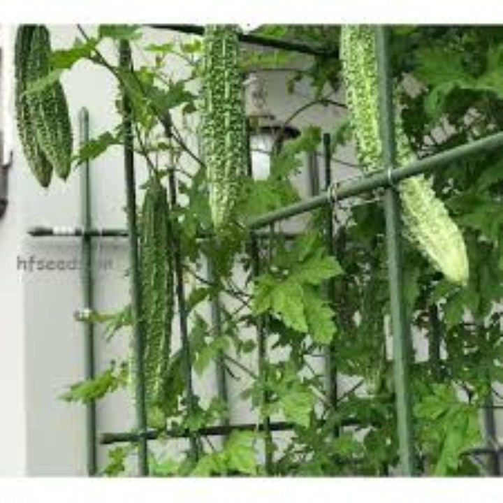 hạt giống mướp đắng nhật gói 10 hạt