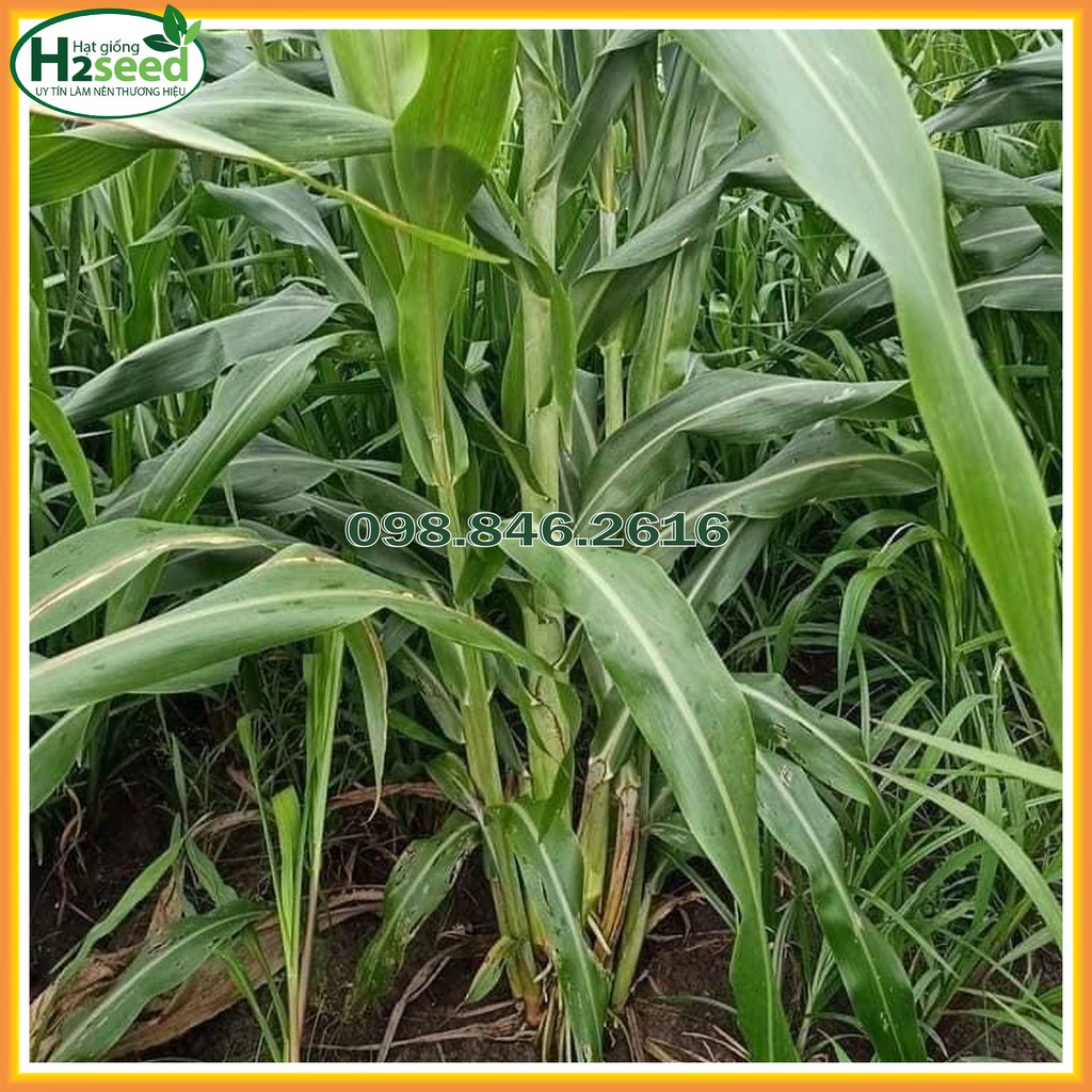 Hạt giống cỏ Voi Lai - gói 100g - Cỏ giàu dinh dưỡng dùng trong chăn nuôi trâu, bò, cá, thỏ...