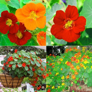 Gói 10 hạt giống hoa sen cạn, tặng kích mầm