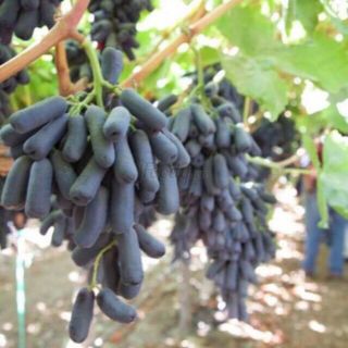 NHO NGÓN TAY ÚC.HÀNG HÓT.CÂY ĐẸP