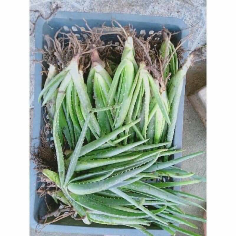 CÂY GIỐNG NHA ĐAM LÔ HỘI MUA 10 CÂY TẶNG 1 CÂY