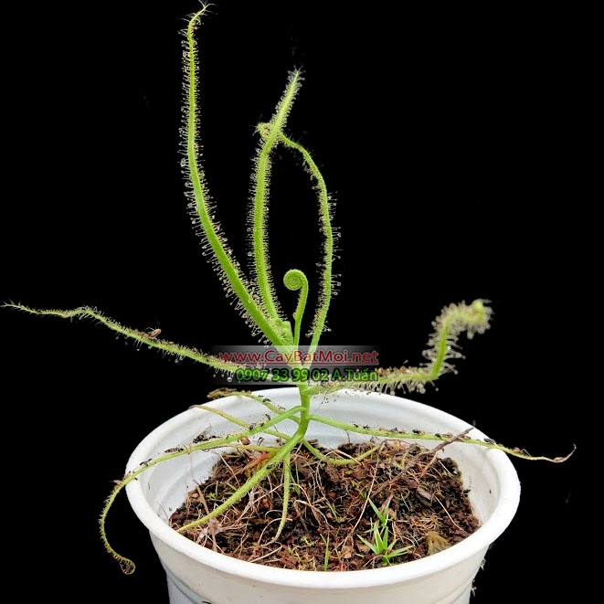 Hạt Giống Cây gọng vó Drosera Indica Naruto