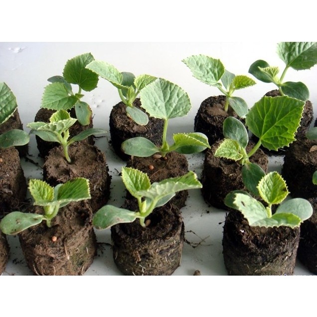 Combo 20 viên nén ươm hạt xơ dừa