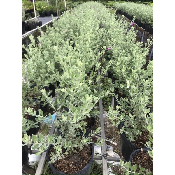 Cây hoa tuyết sơn phi hồ