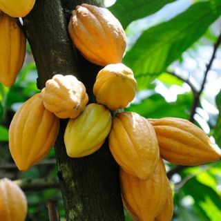 BỘT CACAO DAKLAK NGUYÊN CHẤT 100% - 500gr