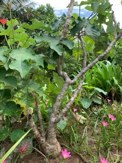 Cây sen tàu
