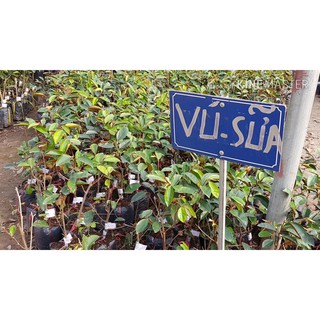 Cây giống vú sữa Lò Rèn