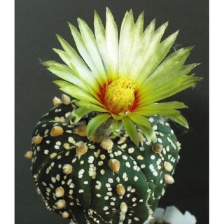 Xương rồng aster
