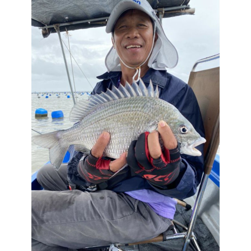 Mồi xả dụ cá tráp . Sea bream fishing