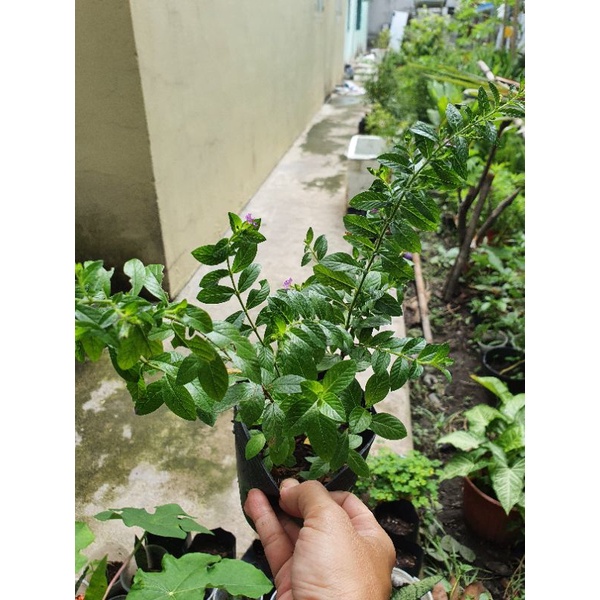 Cây hoa cẩm tú mai