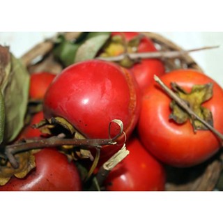 Sản phẩm Cây giống HỒNG T ĐỎ - Cây giống chuẩn F1 gửi đi nguyên bầu + Tặng (0,3kg) phân hữu cơ cao cấp