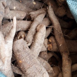 Củ gai an thai 1kg