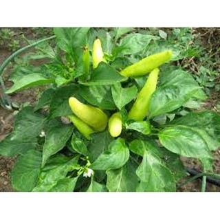 Hạt giống ớt đại vàng