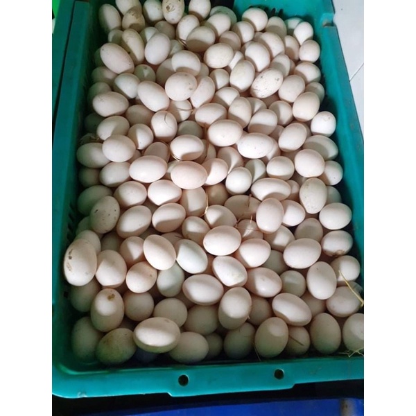 10 Trứng Vịt Đồng Bao Sạch | BigBuy360 - bigbuy360.vn