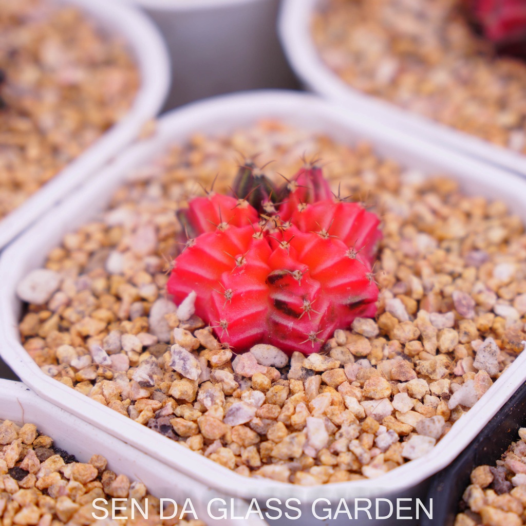 Xương rồng gym lem GLASS GARDEN 2-3cm màu ngẫu nhiên, dễ trồng, hàng hạt