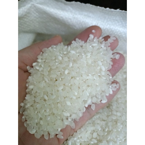 Gạo sén cù tròn Văn Chấn-2kg