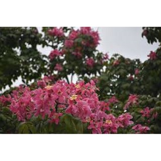 CÂY GIỐNG CÂY HOA  MỸ NHÂN (HOA GẠO HỒNG)