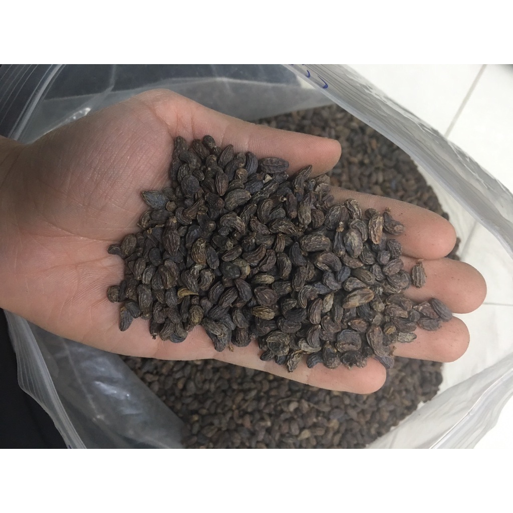 300gr Nữ Trinh Tử Hà Bắc