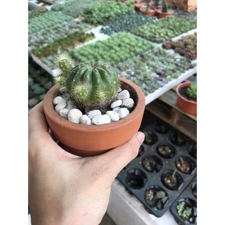 Cây xương rồng bí xanh size cây mini có bầu rễ khỏe mạnh, giống xương rồng hình cầu màu xanh đẹp