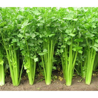 1g Hạt Giống Rau Cần Xanh USA Pascal (Apium graveolens)