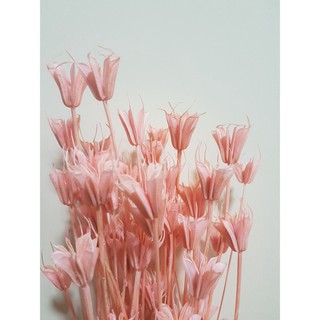 🌸Loại đẹp🌸 Hoa khô NIGELLA,  BÁT GIÁC màu hồng phấn trang trí decor nhà cửa