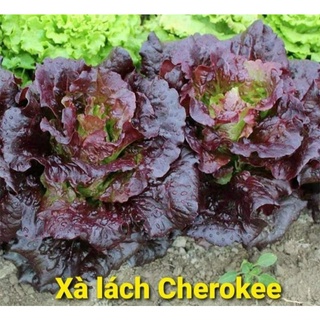 50 _100 HẠT GIỐNG XÀ LÁCH CHỊU NHIỆT CHEROKEE ( HẠT GIỐNG BỌC MEN)
