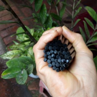 Đũa gỗ mun sừng (6 đôi)