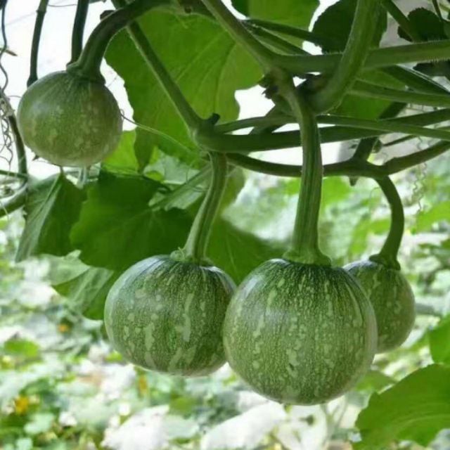 Bí non baby bao tử 10 hạt