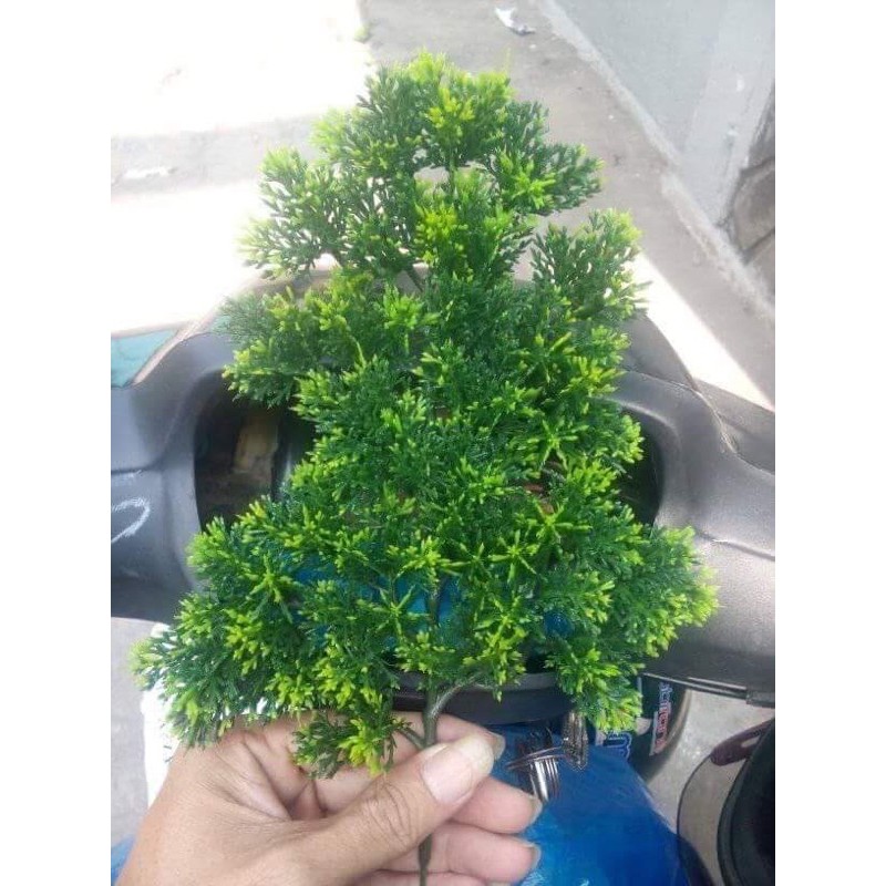 Cành tùng trang trí lồng trần chim cảnh