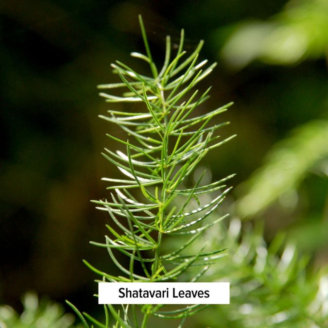 Banyan Botanicals - Shatavari tablets