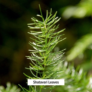 Banyan Botanicals Shatavari Powder - Bột Shativari