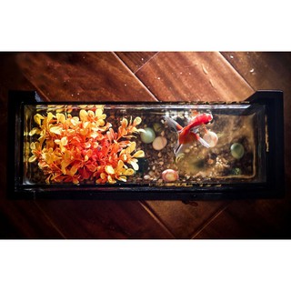 Bể cá mini full combo ( tặng kèm cá + cây trang trí + sỏi nền)