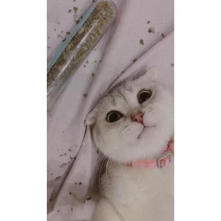 Cỏ Mèo Khô CATNIP ❤️