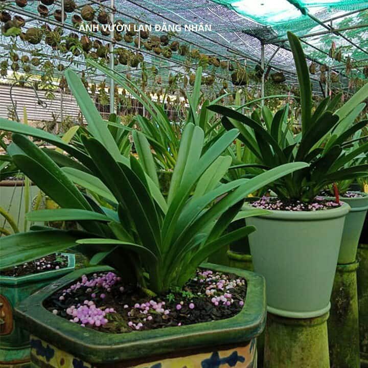 PHÂN BÓN THÔNG MINH RYNAN dùng cho hoa phong lan