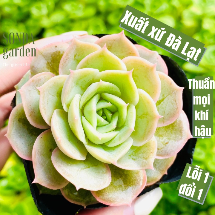 Sen đá ngọc bích SONDA GARDEN size bé 5-8cm, xuất xứ Đà Lạt, khoẻ đẹp, lỗi 1 đổi 1