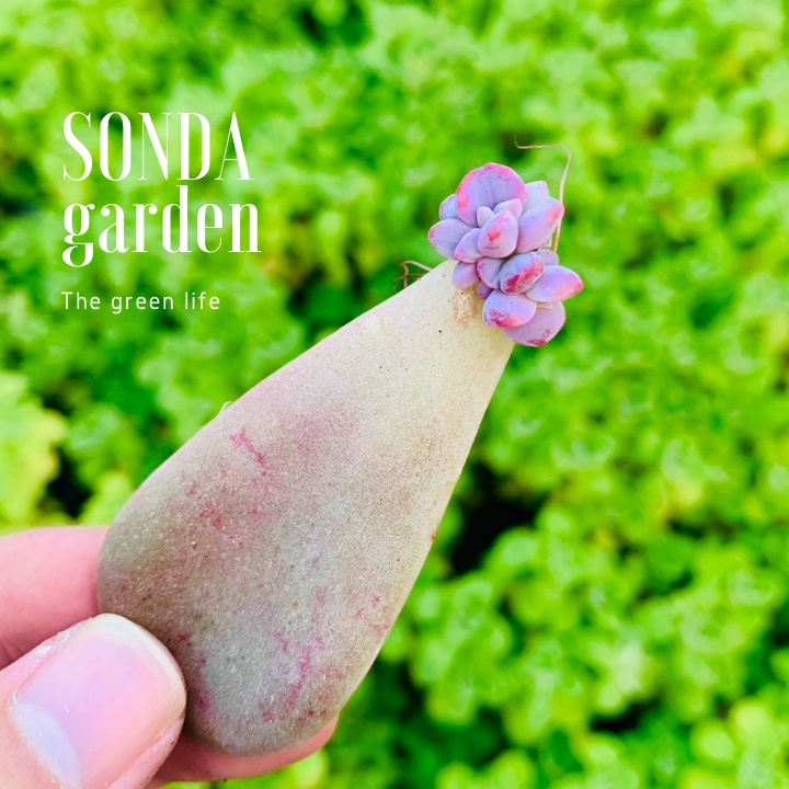 Lá mầm sen đá hồng mập SONDA GARDEN (5 mầm), xuất xứ Đà Lạt, khoẻ đẹp, lỗi 1 đổi 1