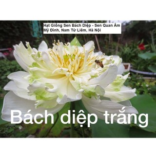 Gói 5 Hạt sen Bách diệp