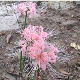 Combo 3 củ giống hoa bỉ ngạn hoa màu hồng - Kèm 3 viên nén ươm củ - HGT