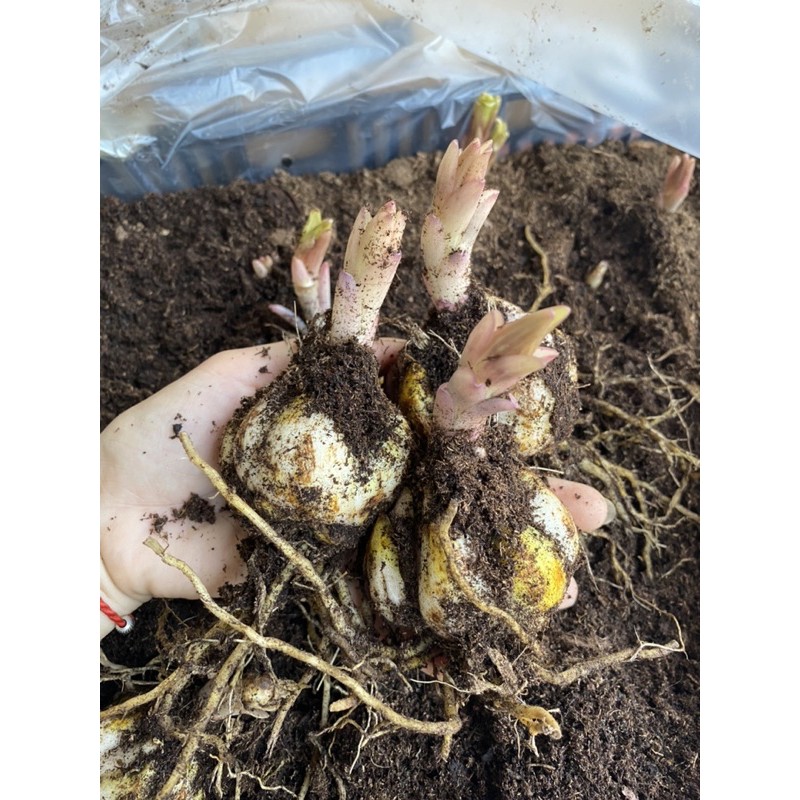 CỦ HOA LY CAO  THƠM  HÀ LAN