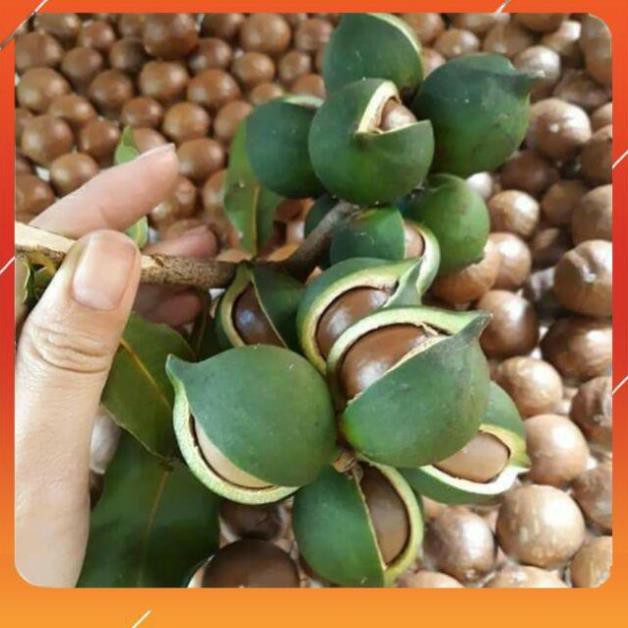 [BÁN CHẠY] 1 BỊCH QUẢ MẮC CA (MACADAMIA) TƯƠI, HÀNG LOẠI 1, CAM KẾT CHẤT LƯỢNG