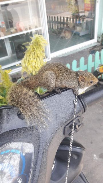 Dây xích lớn, bản to dành cho sóc đất, sóc bông tập ăn