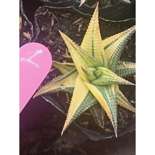 Móng rồng xoáy lem