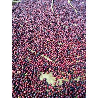 Cà phê Rubusta Rang mộc Nguyên Chất (Gói 500gr)