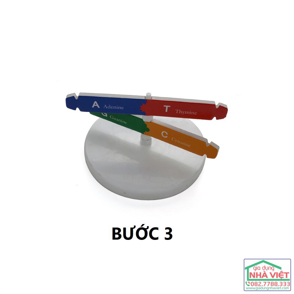 Mô hình học tập chuỗi DNA 3D ADN của Gen người