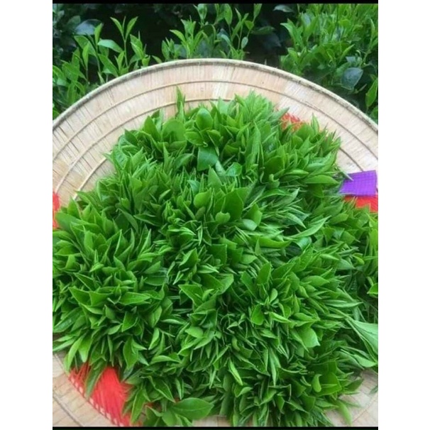 Chè Shan Tuyết Đội 2 Của Tỉnh Lai Châu